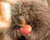 “Goodbye Porky”: the Sainte-Croix animal park announces the death of one of the oldest porcupines in Europe