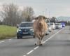 A cow escapes from a livestock market in Lot-et-Garonne and causes panic on the road