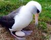 The oldest bird in the world has just laid an egg at the age of 74