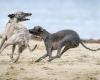 The genetics of dogs around the Chernobyl power plant are evolving. And maybe it's not because of the radiation