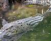 a woman devoured by a crocodile on the island of Borneo