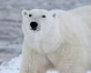 Man jumps on polar bear and fights with it to protect his wife