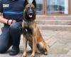 Narcotics, explosives, defense… Dogs for everything in this Yvelines municipal police