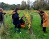 In this Gironde castle, these 24 rows of vines are at the heart of a surprising project