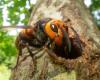 “A worrying discovery”: southern giant hornets spotted in Europe for the first time