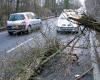 Yvelines: a tree crashes on a motorcycle between… the driver and his passenger