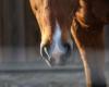 Near Perpignan, an equestrian center suspected of abuse