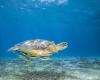 The sea turtle care center in Reunion inspires Mayotte and its 3,000 nesting turtles