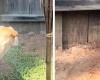 Their dog digs against the fence to reach the neighbors' cat: the inevitable happens (video)