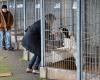 180 dogs and cats to adopt at the Haute-Vienne SPA in Couzeix