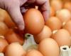 Egg shortage in Morocco: an MP warns of the consequences