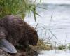 The European beaver back in the Eure: “In terms of biodiversity, it is rather beneficial”