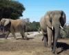 Elephant dies in zoo days after finding sister