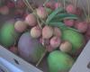 Sending processed mangoes by postal parcel possible again between Reunion and France