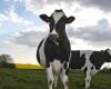 In Ille-et-Vilaine, a breeder tried for mistreatment of cattle