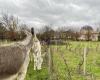 in this château in South Gironde, donkeys help maintain the vines