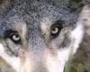 is the wolf back in Maine-et-Loire?