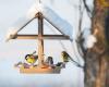 Birds all over your garden this winter? Yes, as long as you put their feeder here