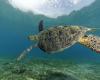 “we have more nesting turtles than in Reunion, the challenge is to protect them”