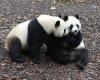 (Multimedia) Three giant pandas leave Belgium for China – Xinhua