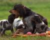 In the Somme, a couple breeds rare dog breeds