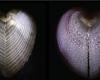 these molluscs also use optical fiber