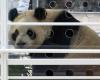 Three giant pandas leave Belgium for China