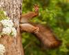 When a squirrel stuck in Italy wins a prize…