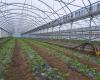 New grain of sand for “organic tomatoes” from “industrial greenhouses” in Vendée