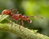 Why the effectiveness of the red “undertaker” ant should inspire us