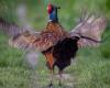 A breeding of 100,000 pheasants and partridges for hunting contested in court