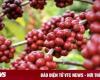 Coffee prices today, December 14: simultaneous increase both globally and nationally