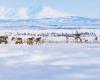 Arctic tundra becoming source of carbon dioxide emissions