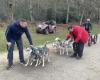 Hundreds of dogs gathered at Le Mans for sled races