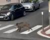 A raging wild boar injures two people, charges a car and smashes windows in downtown Grasse