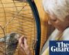 ‘You’re a slut!’: Judi Dench reveals parrot’s pet name for her | Judi Dench