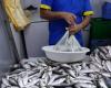 The continued rise in sardine prices on the markets weighs on Moroccans