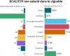 The profitability of the vineyard collapsed by 210% in Bordeaux, 67% in the South-East, 62% in Languedoc, 60% in Cognac…