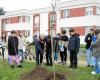 Middle school students plant an albizia at Genêts d’Or in Plouha