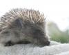 Environment: why you should put tennis balls in your garden this winter to help hedgehogs and birds