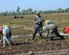 The absence of rain complicates the situation of farmers in the Fez-Meknes region (video)