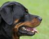 ZH Rottweiler attack: criminal complaints against owner