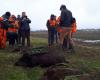 Côte-d’Or: a big wild boar hunt organized on Friday December 20 on the Chenôve plateau