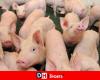 “Some memorable aromas”: a load of pigs in the hold of a plane forces the latter to land in Bermuda