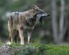 Animals: The French Alps want to be able to kill more wolves