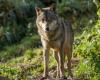 Number of wolves in France: figures to recontextualize