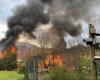 Around twenty homeless cats after the fire in their retirement home in Cheval-Blanc