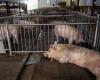 Transgenic pigs bred to sell kidneys to humans