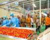 a $9 million tomato processing unit launched in Yako