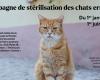 Stray Cat Sterilization Campaign in Bastia